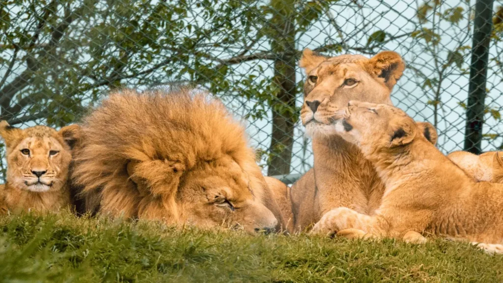 Lions at the Oklahoma City Zoo